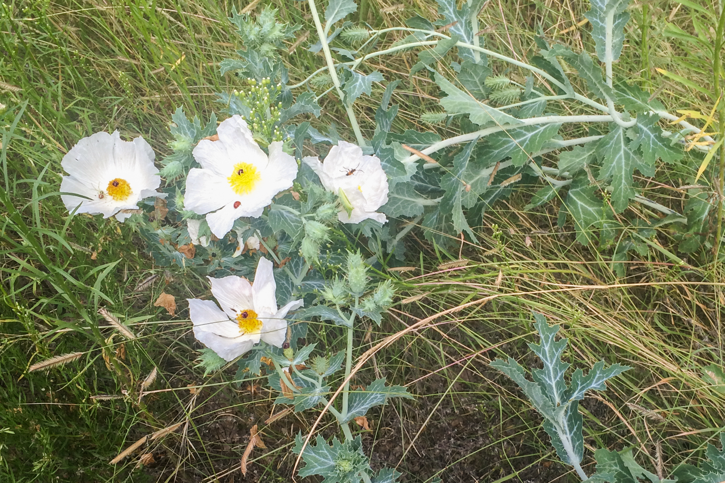 Prickly Poppy